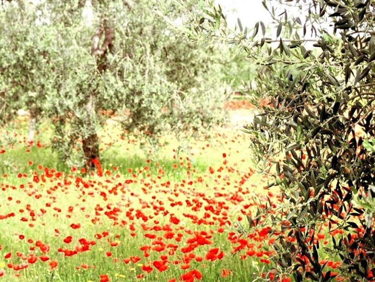 Allergici – Il 70% soffre di Soa