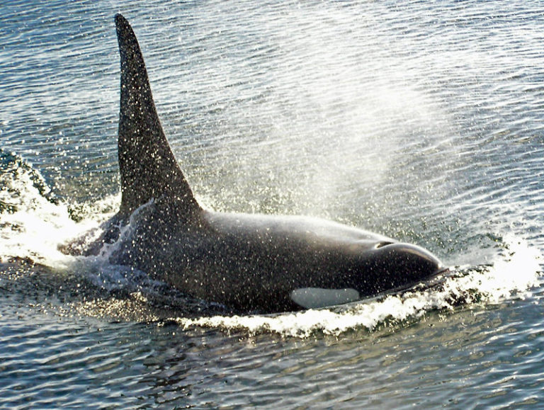 L’orca invalida assistita dal branco
