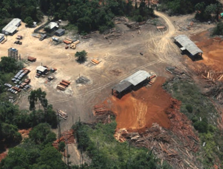 Il Belgio importa legno illegale dall’Amazzonia