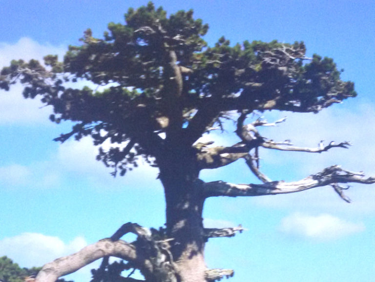 Gli alberi monumentali del Parco nazionale del Pollino