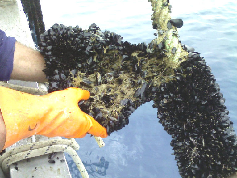 Cozze, ancora una sorprendente scoperta