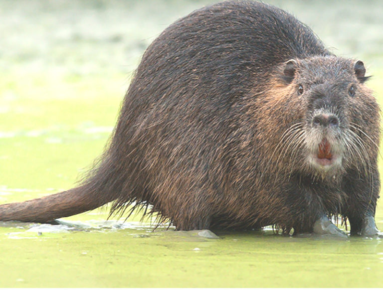 Così le specie invasive minacciano la biodiversità