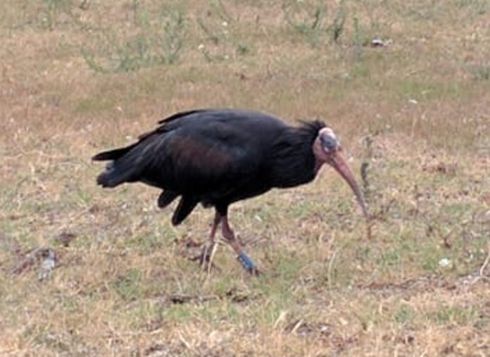 ibis eremita uccelli