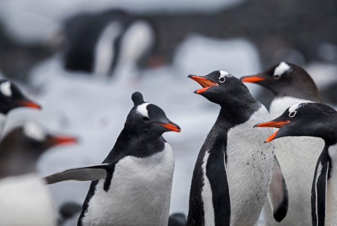 Gentoo Penguins in the Antarctic