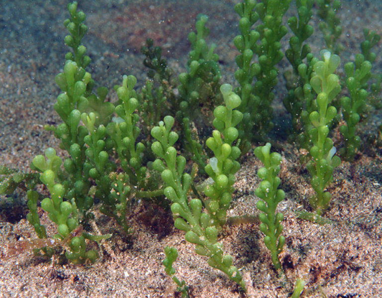 Così la Caulerpa sconfigge la Posidonia