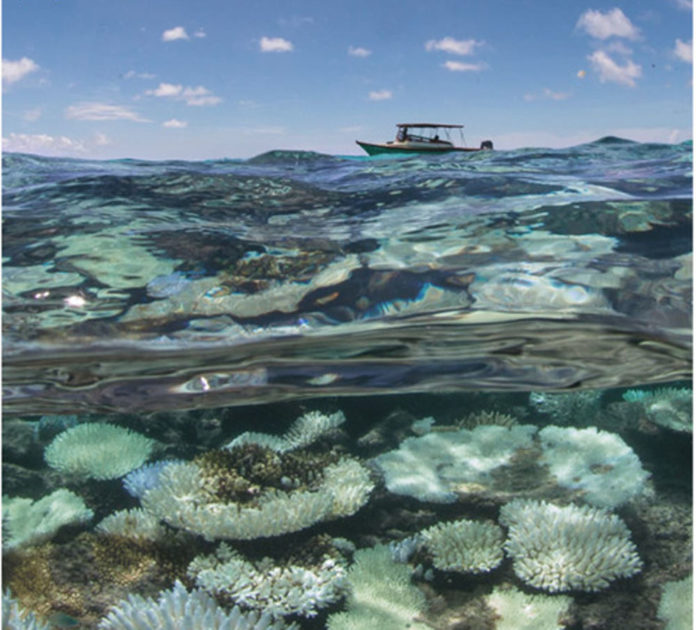 coralli indonesia