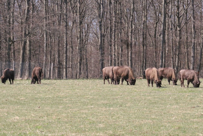 bisonte europeo animali