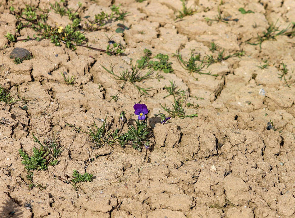 Più fertilizzanti, e cresce la minaccia per il clima - Villaggio Globale