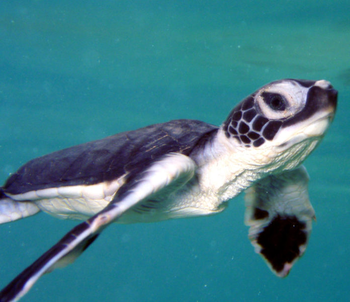 green-sea-turtle-msullivan-NOAA_permit1013707-FPWC