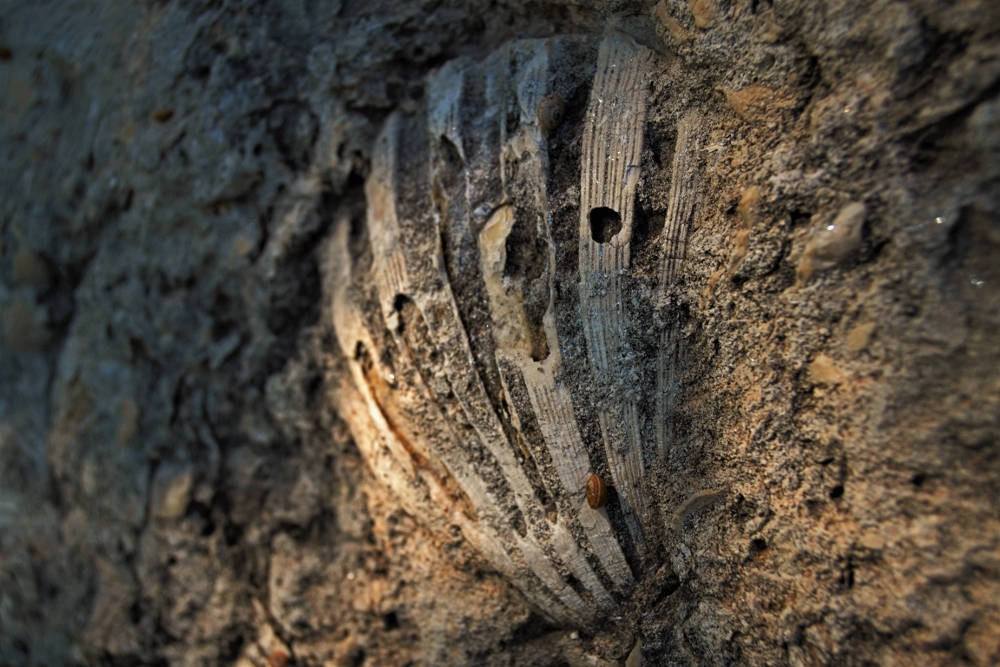 Sergio De Tullio: Conchiglia fossilizzata