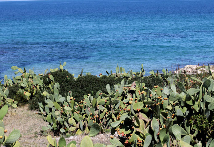 Un bellissimo scorcio di Costa Ripagnola