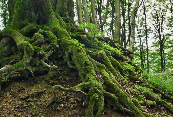 wilderness natura albero