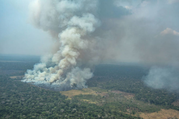 amazzonia deforestazione greenpeace