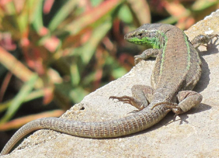 Una nuova specie di lucertola