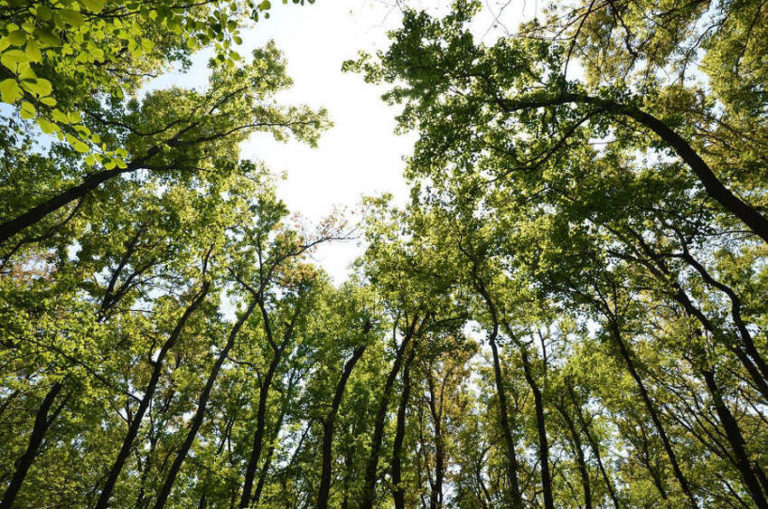 Le foreste dei climi caldi assorbono più CO2