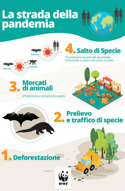 WWF-Pandemia-infografica