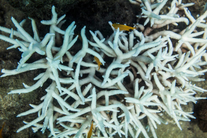 corallo sbiancato gp