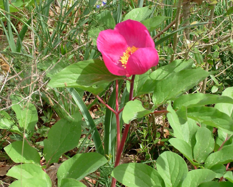 E usciremo a riveder le peonie?