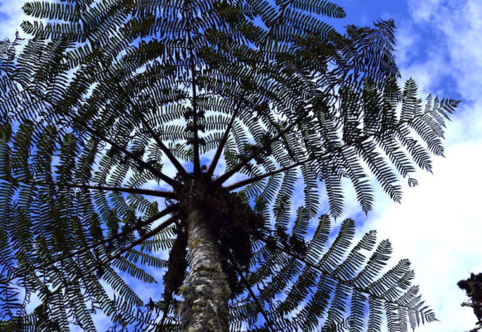 biodiversità pianeta