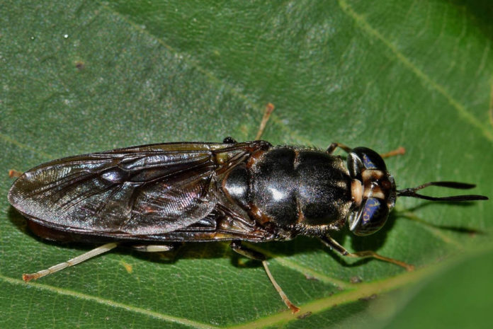 Maricchiolo esemplare adulto di mosca soldato Hermetia illucens 90