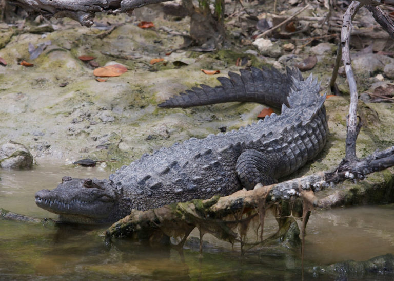 E il coccodrillo africano arrivò nel Nuovo mondo