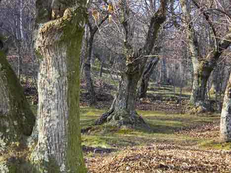 Bioeconomia circolare, il ruolo della filiera foresta-legno