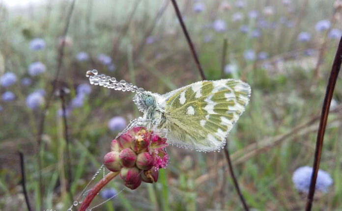 impollinatore farfalla