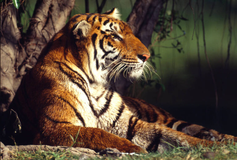 La superstizione sta uccidendo le tigri…