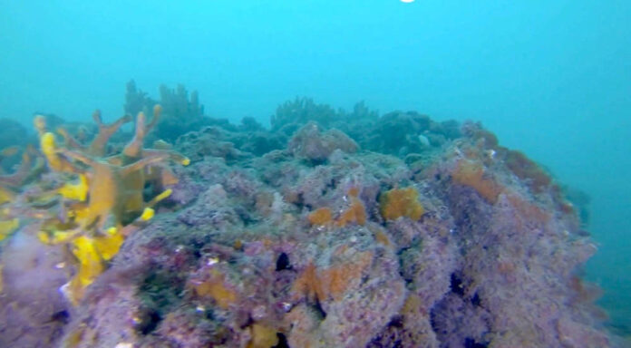 Bergamasco coralli