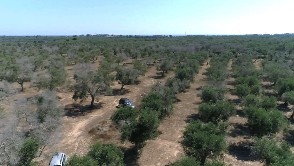 Otranto scortichini xylella