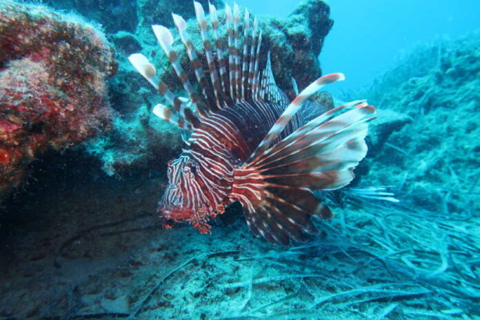 mare pesci Lionfish Pterois Cyprus