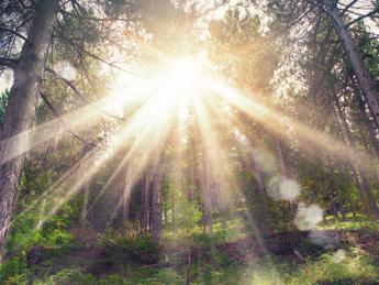 Foreste e biodiversità, quanto costa creare un nuovo bosco