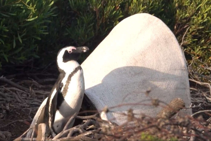 pinguino africano