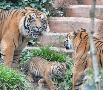 Animali, per la prima volta il Bioparco di Roma mostra la tigrotta Kala