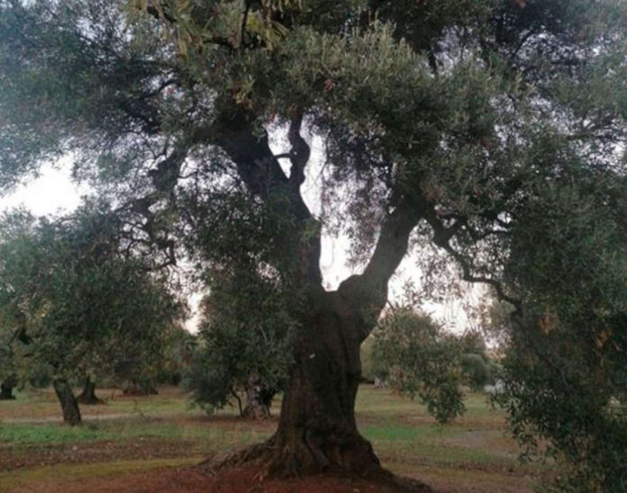 albero monopoli