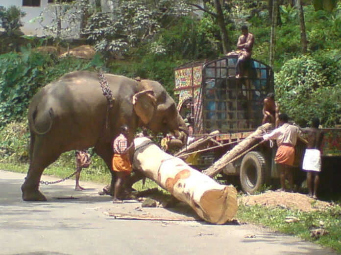 1 Indian_Elephant