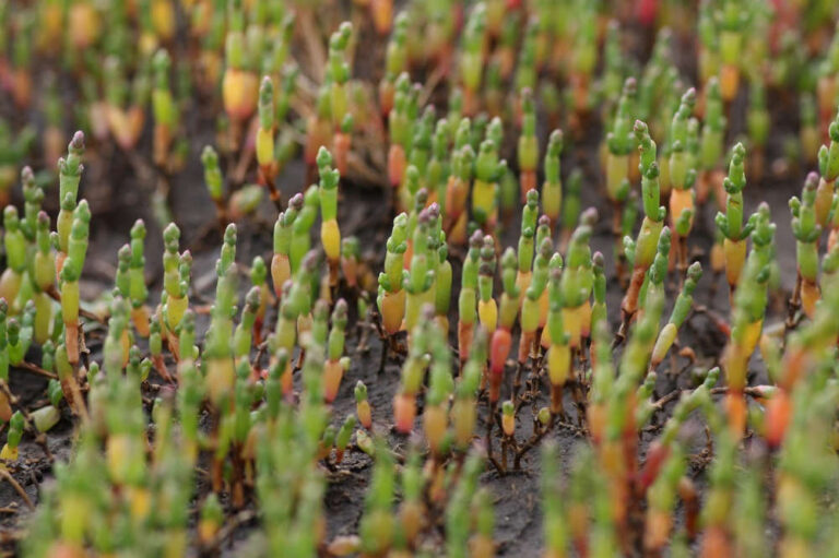 I germogli della salicornia aiutano il fegato