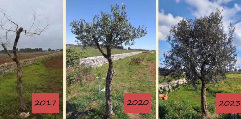 Xylella, stop agli espianti anche da ricercatori di Pisa