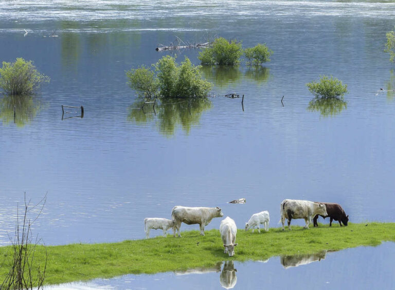 Se sommerse le piante si adattano…