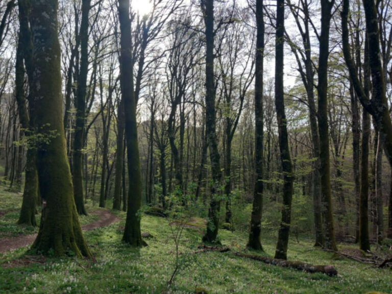 Età degli alberi, così il clima impatta sulle foreste