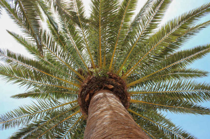 palma palm-tree-3387205_1280 Foto di Ria da Pixabay