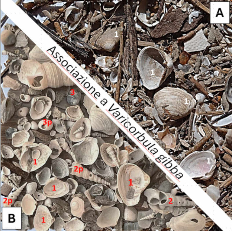 Brutte notizie: in Adriatico meno predatori per i molluschi