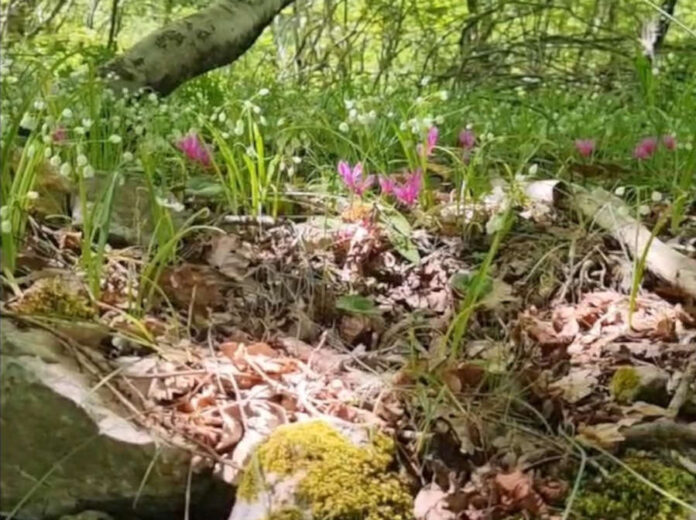 Immagine dal video di S Burrascano, Sapienza università di Romabosco Sapienza