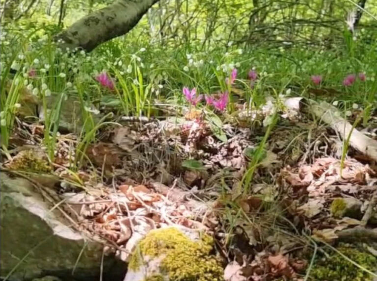 Dalla gestione delle foreste dipende la biodiversità