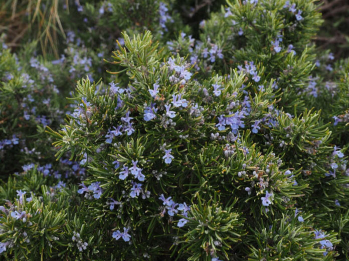 rosmarino Foto di Hans da Pixabay rosemary-1090418_1280