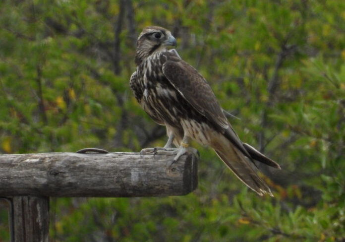 Falco Calogero vita durante il periodo di hacking nel parco Marturanum